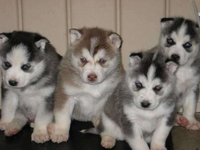 Reinrassiger Husky welpen